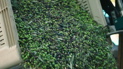 Olives in create falling harvest 1 prores Stock Footage 169582362
