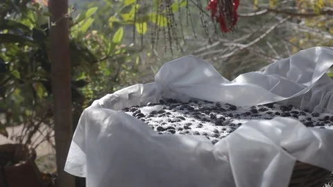 Olives curing in salt Stock Footage 83466988