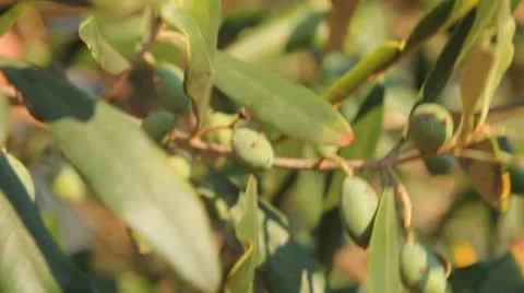 Olives dancing in the wind Stock Footage 12051303