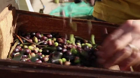 Olives defoiling in a Oil Mill Stock Footage 131551421