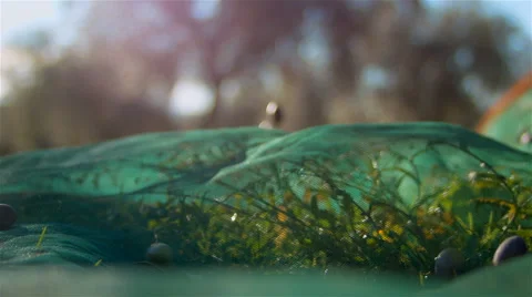 Olives fall on floor. Olive harvest. Stock Footage 62472964