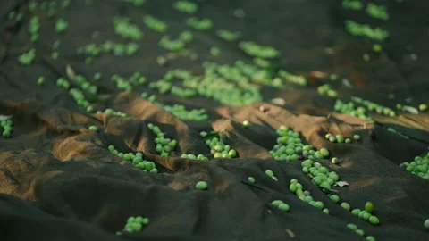 Olives falling 2 prores Stock Footage 169582236