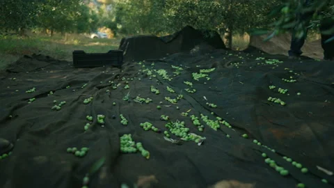 Olives falling cinematic prores Stock Footage 169582305