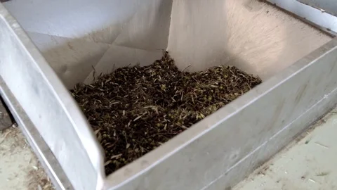 Olives falling in defoliation machine for olive oil production Stock Footage 93158091