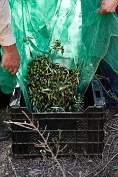 Olives falling into a drawer from a blanket Stock Photos