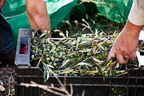 Olives falling into a drawer from a blanket Stock Photos