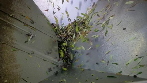 Olives falling into the hopper in the oil mill - slow motion Stock-Footage 82322862