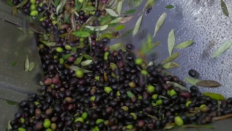 Olives falling into the hopper in the oil mill - slow motion Stock-Footage 82322867