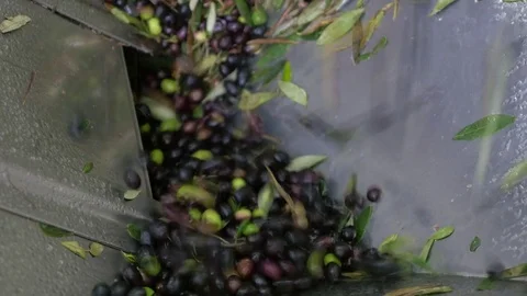 Olives falling into the hopper in the oil mill Stock Footage 82322877