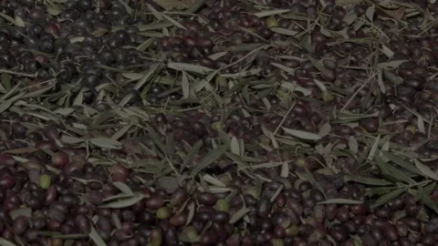 Olives falling one by one 스톡 동영상 154662553