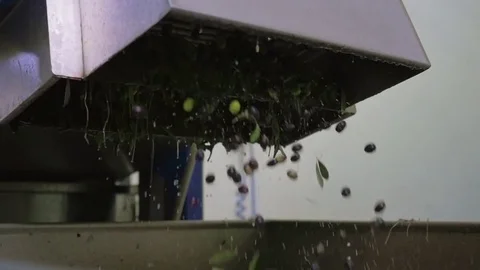 Olives falling from the washing machine in the oil mill - slow motion Stock Footage 82322853