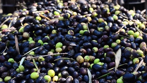 Olives falling/tumbling Stock Footage 138652881