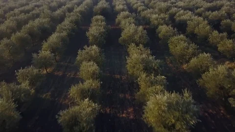 Olives field Stock Footage