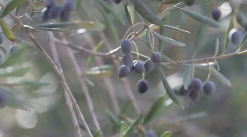 Olives Stock Footage 12696000