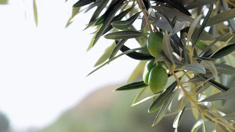 Olives Stock Footage 79801024