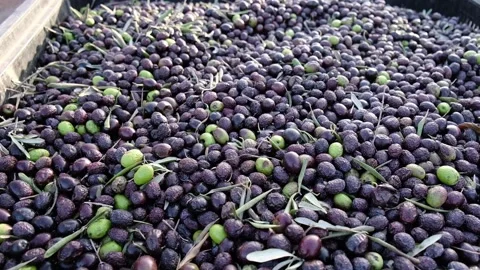 Olives Stock Footage 233698497
