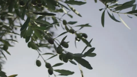 Olives Stock Footage 233710492