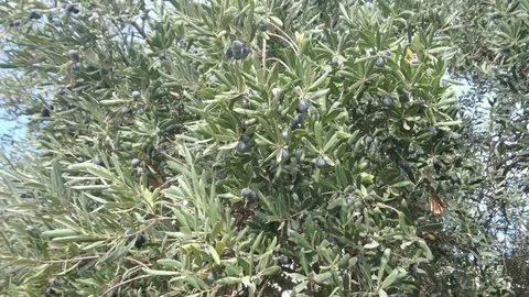 Olives Fruit In A Branch Of A Olive Tree Stock Footage 92580456