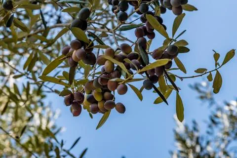 Olives grow on olive tree, low angle view. Stock Photos