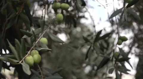 Olives growing Stock Footage 68610005