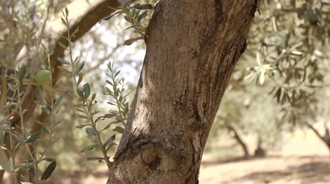 Olives growing Stock Footage 68610089