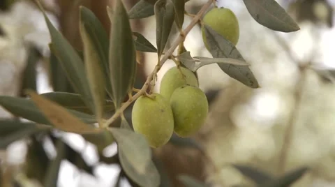Olives growing Stock Footage 68610130