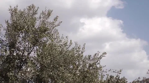 Olives growing Stock Footage 68610342
