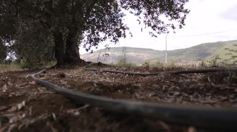 Olives growing Stock Footage 68610992