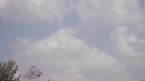 Olives growing Stock Footage 68611421