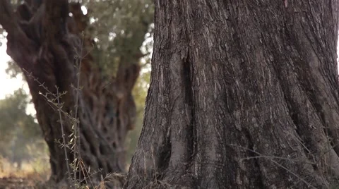 Olives growing Stock Footage 68612079