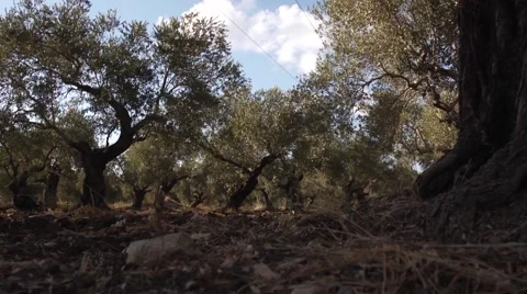 Olives growing Stock Footage 68612109