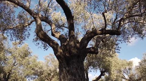 Olives growing Stock Footage 68612182
