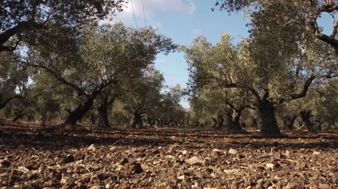 Olives growing Stock Footage 68612221