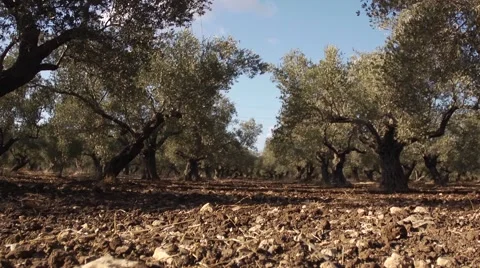 Olives growing Stock Footage 68612548