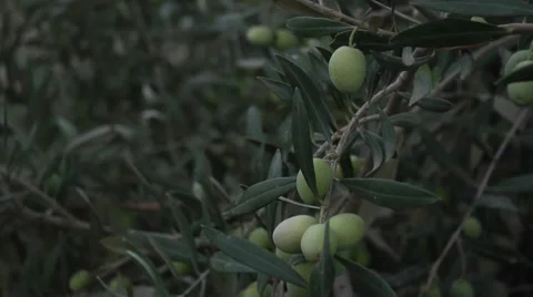 Olives growing Stock Footage 68612750