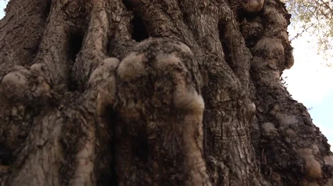 Olives growing Stock Footage 68613359