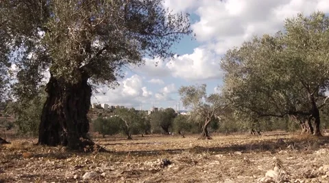 Olives growing 스톡 동영상 68613360