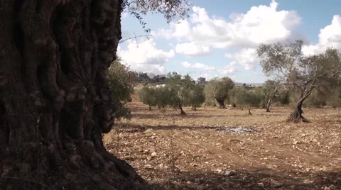 Olives growing Stock Footage 68613408