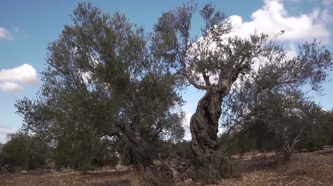 Olives growing Stock Footage 68613597