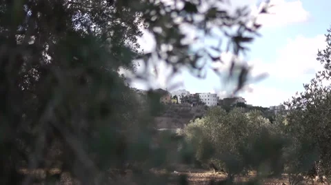 Olives growing Stock Footage 68613615