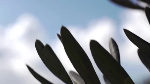Olives growing Stock Footage 68613740