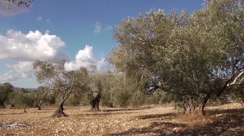 Olives growing Stock Footage 68613780