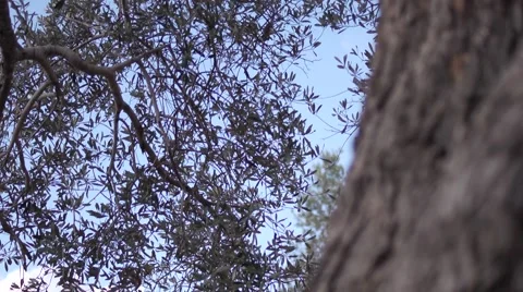 Olives growing Stock Footage 68613855