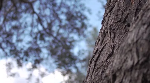 Olives growing Stock Footage 68615392