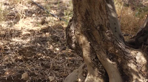 Olives Growing process, starting saplings plantation, growing process, and produ Stock Footage 68609713