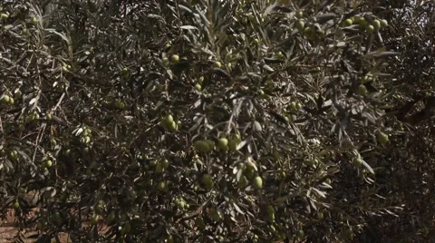 Olives Growing process, starting saplings plantation Stock Footage 68609899