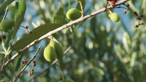 Olives growing on tree, leaves in background moved by wind. Olive tree, young ol Stock-Footage 137164688