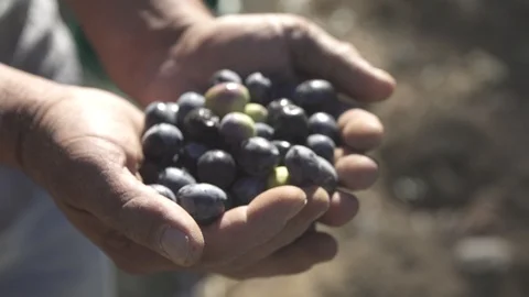 Olives in hand close-up Video stock 97794907