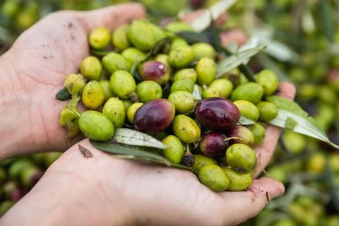 Olives in hand Stock Photos