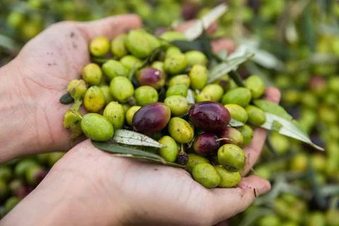 Olives in hand Stock Photos